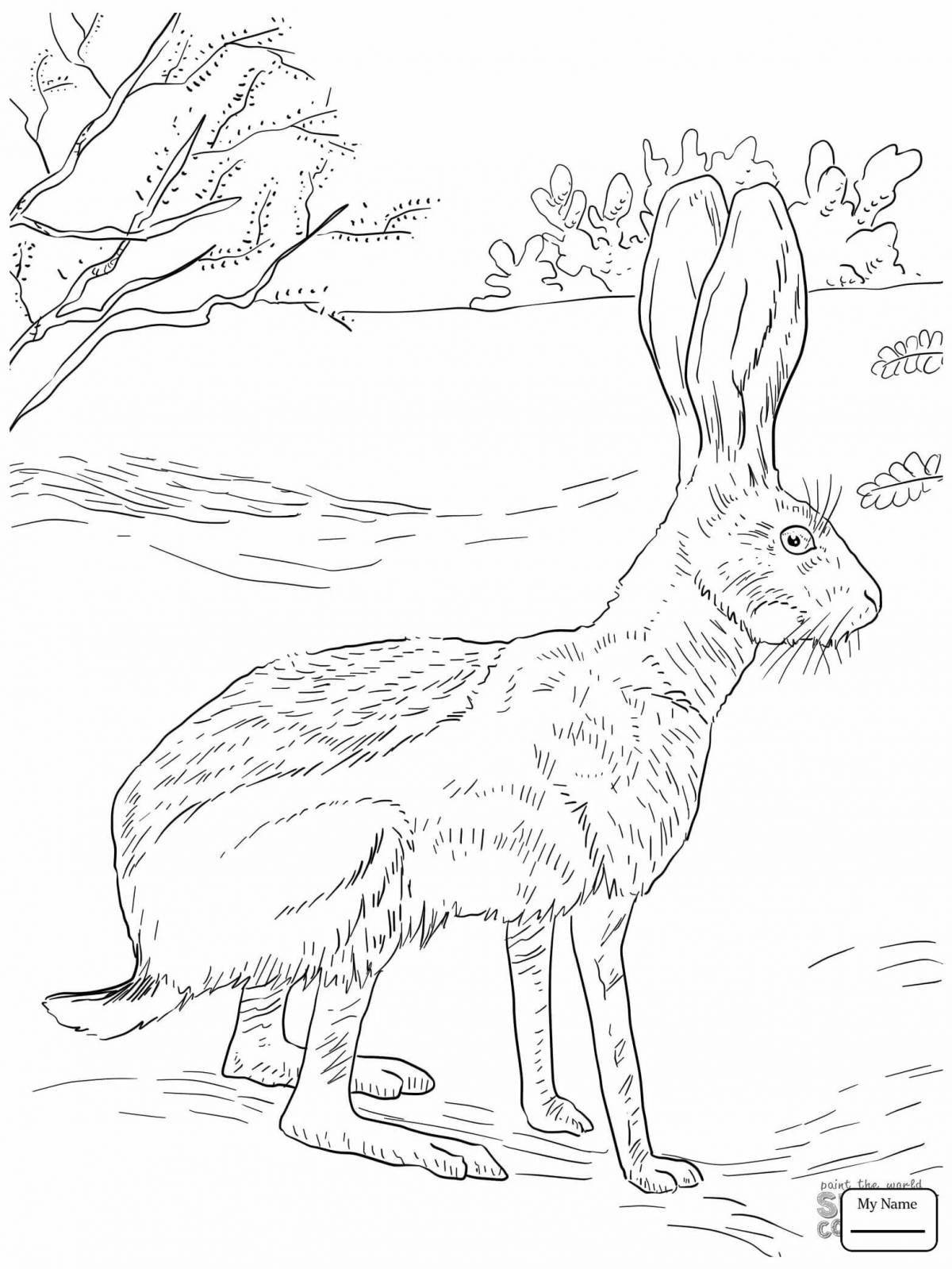 Fancy hare in the forest
