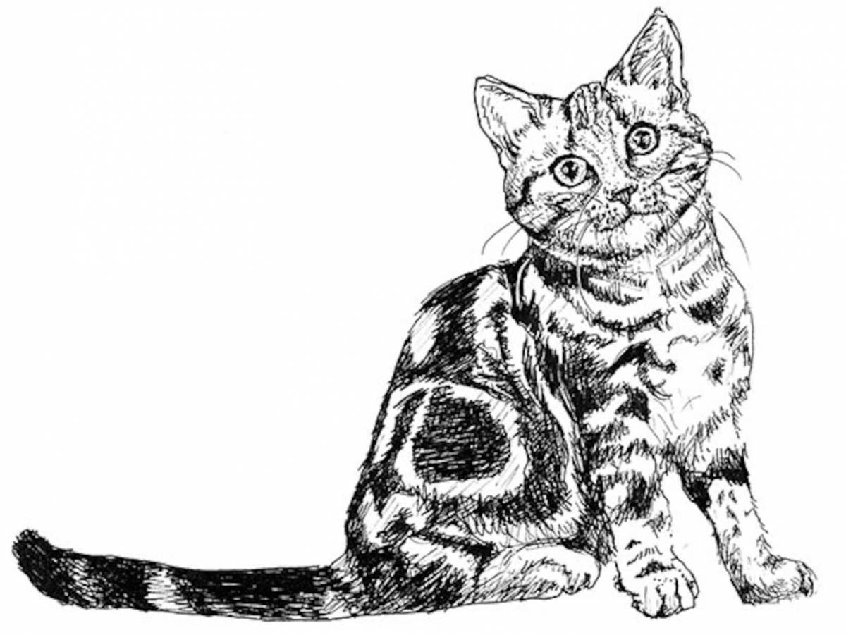 Coloring book inquisitive black and white cat