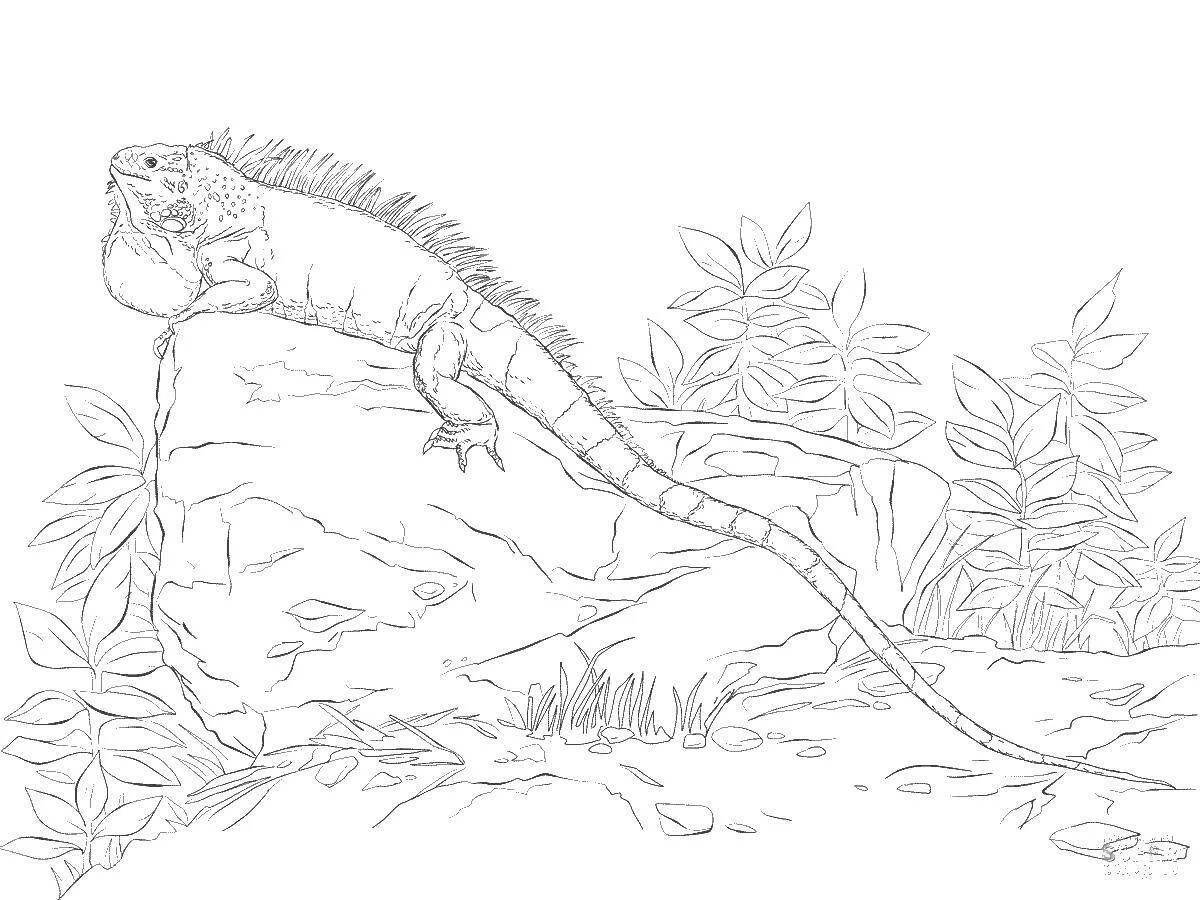 Wonderful iguana coloring book for kids