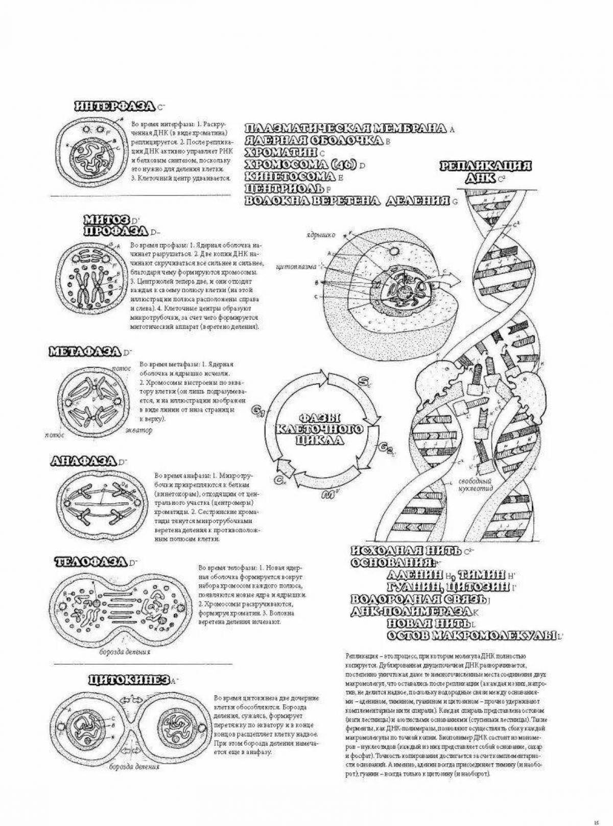 Fun coloring atlas of human anatomy winn