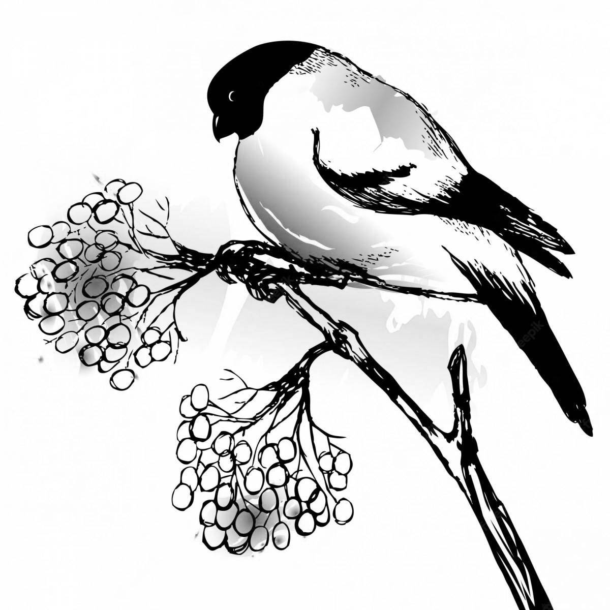 A magnificent drawing of a bullfinch on a rowan branch