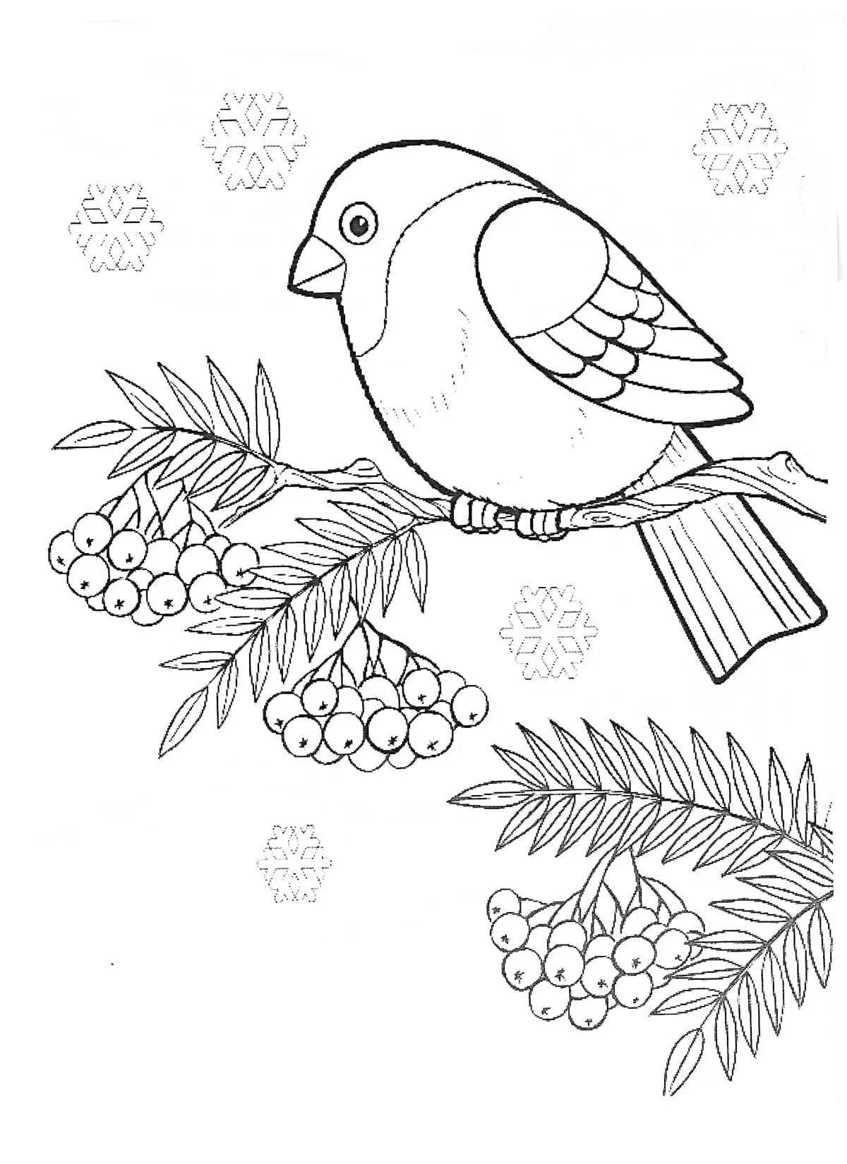 Drawing of a radiant bullfinch on a rowan branch
