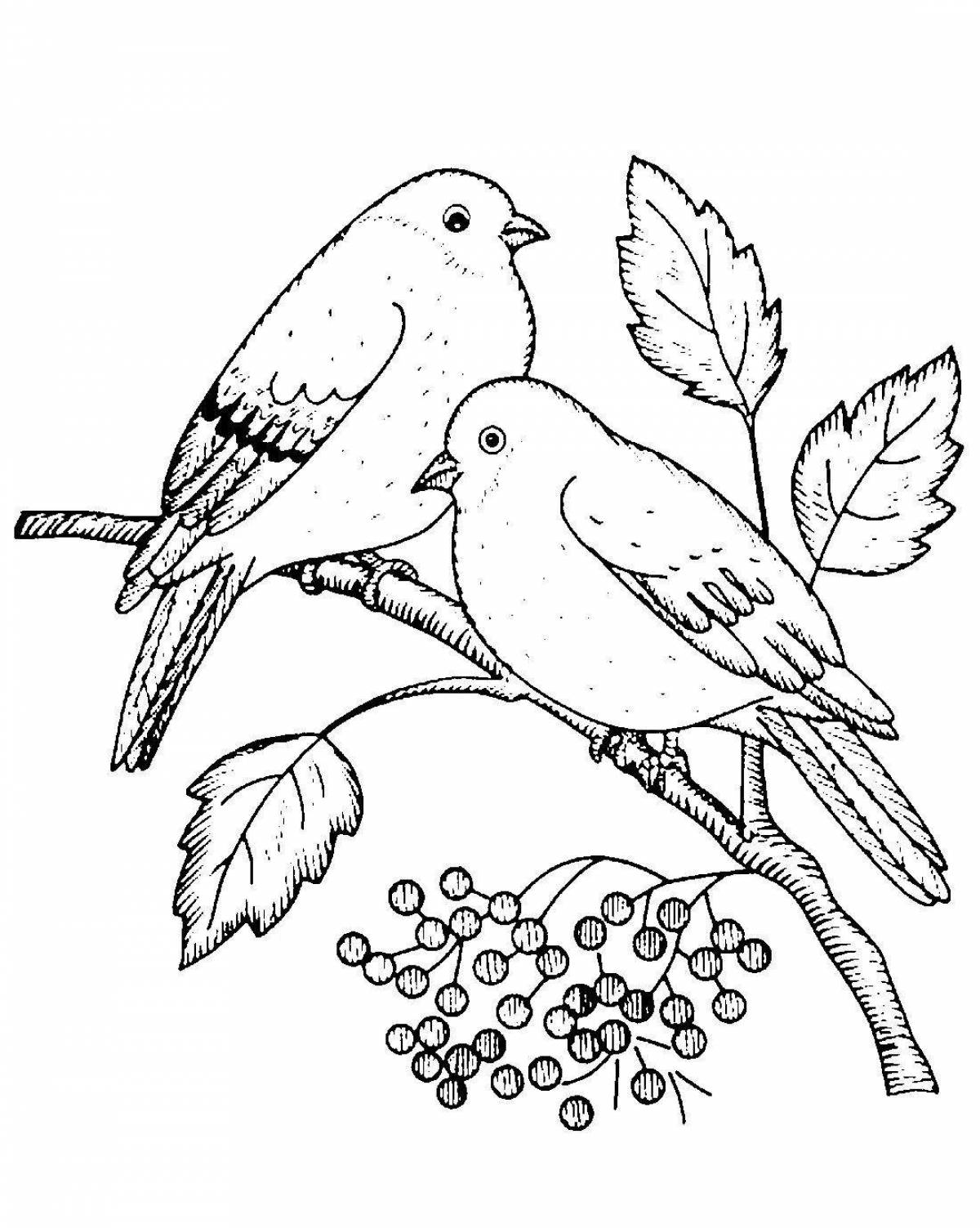 Charming drawing of a bullfinch on a rowan branch