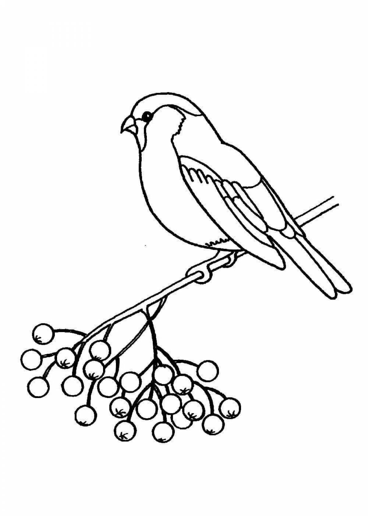 A charming bullfinch draws on a rowan branch