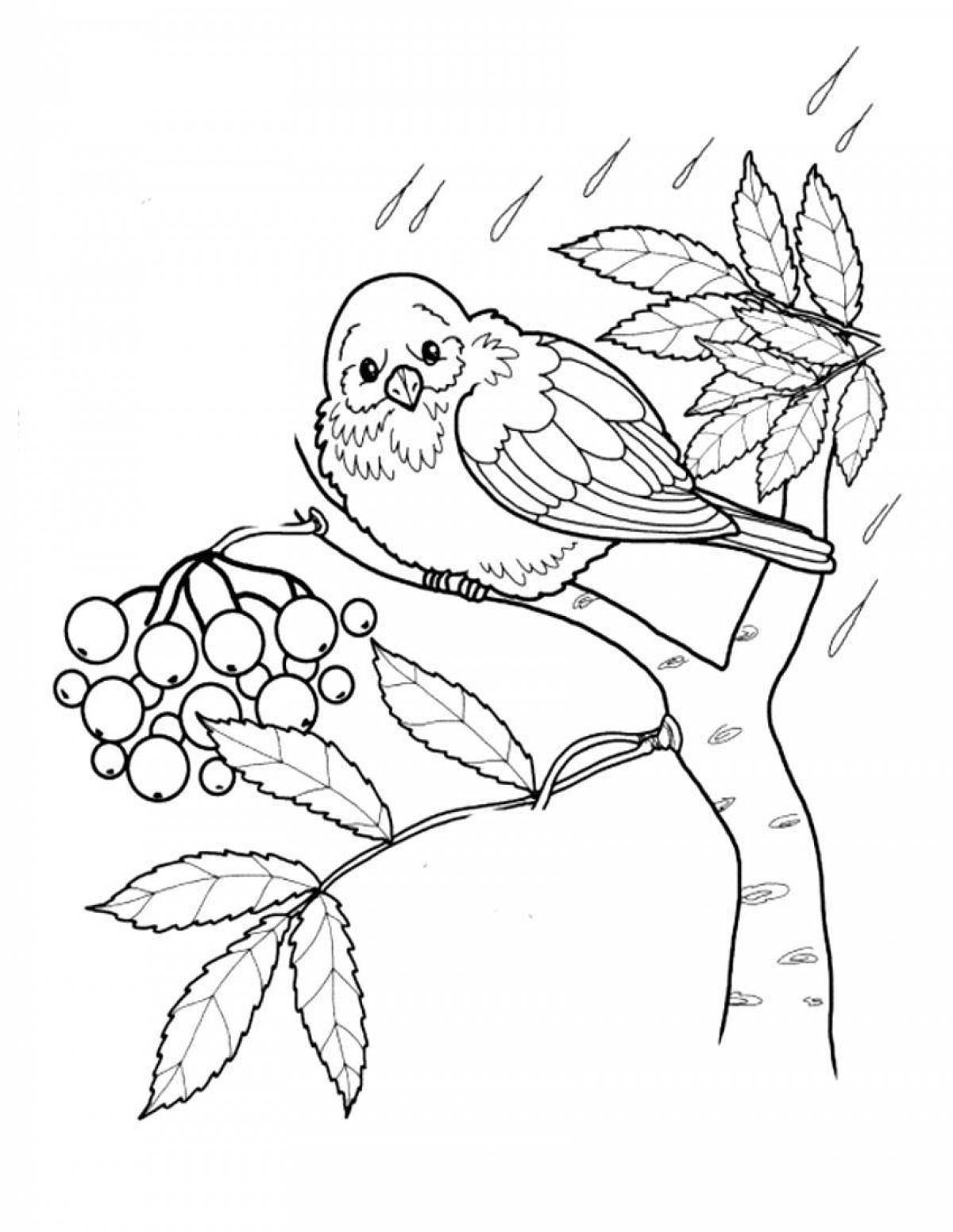 Artistic drawing of a bullfinch on a rowan branch