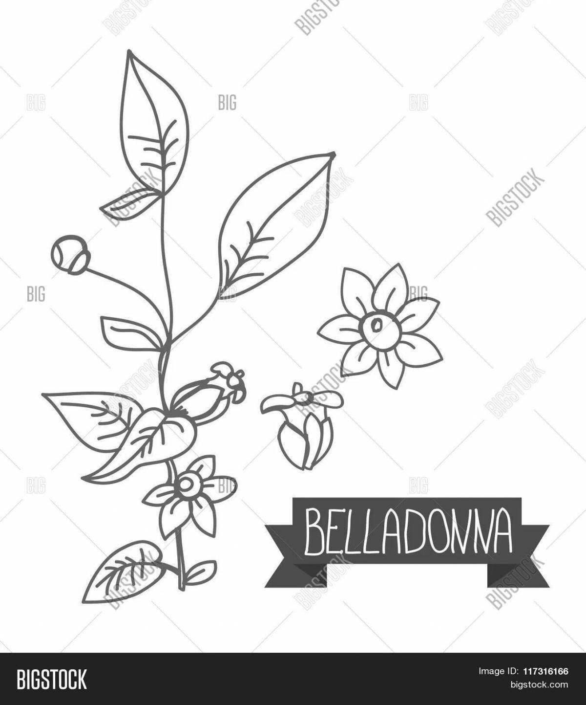 Charming coloring belladonna