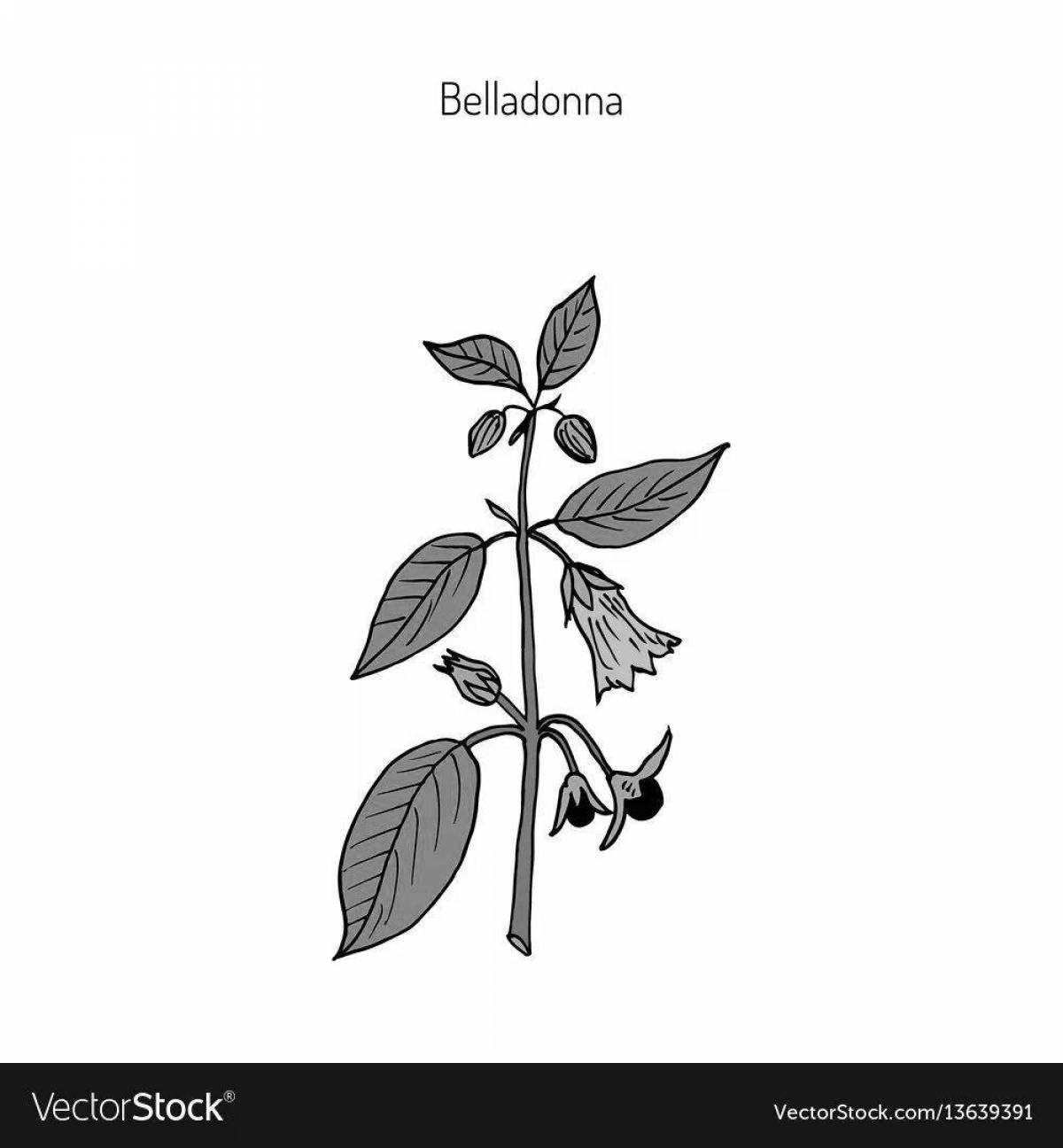 Shining belladonna coloring book