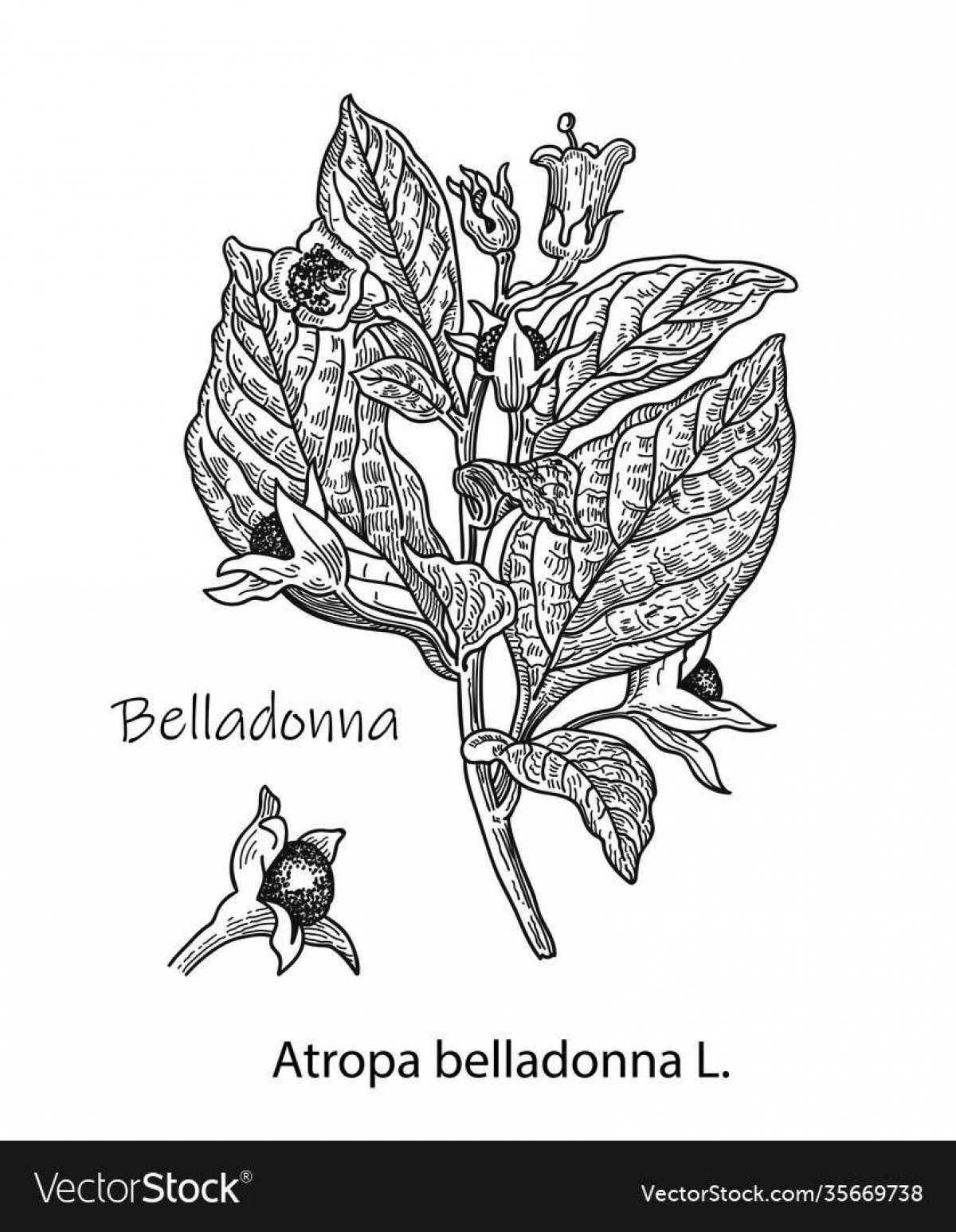 Belladonna amazing coloring book