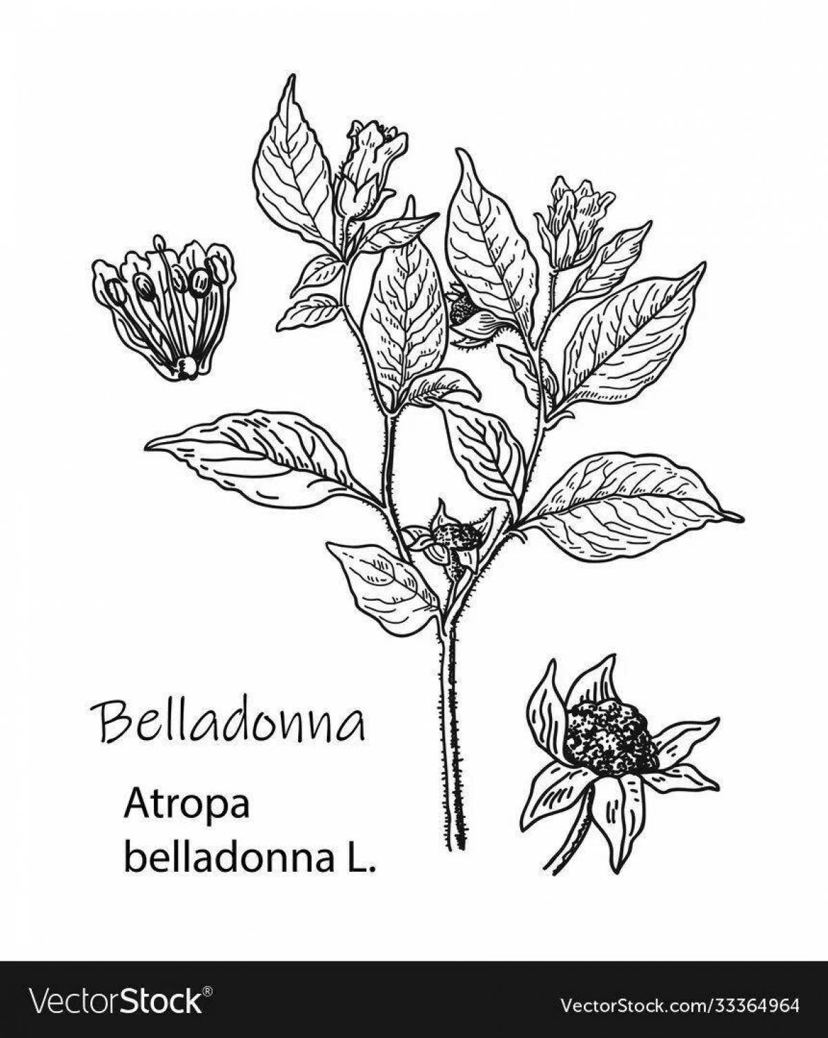 Elegant coloring belladonna