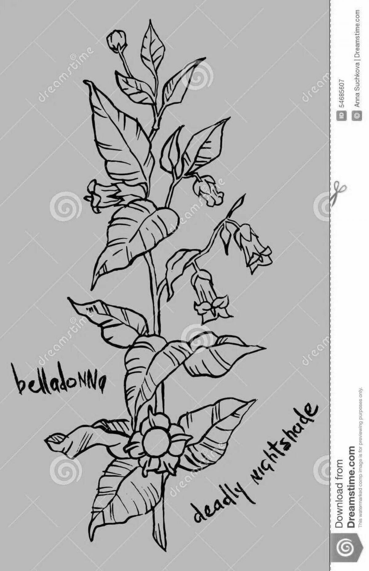 Photo Beautiful coloring belladonna