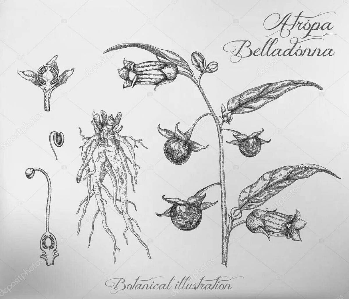Delightful belladonna coloring book