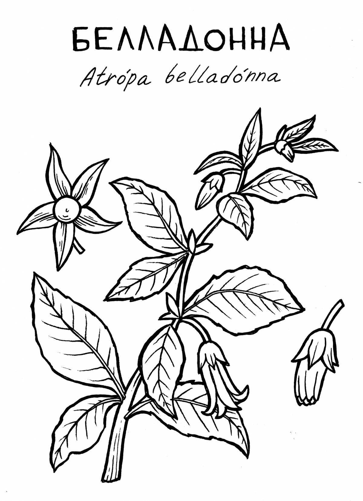 Delicate belladonna coloring
