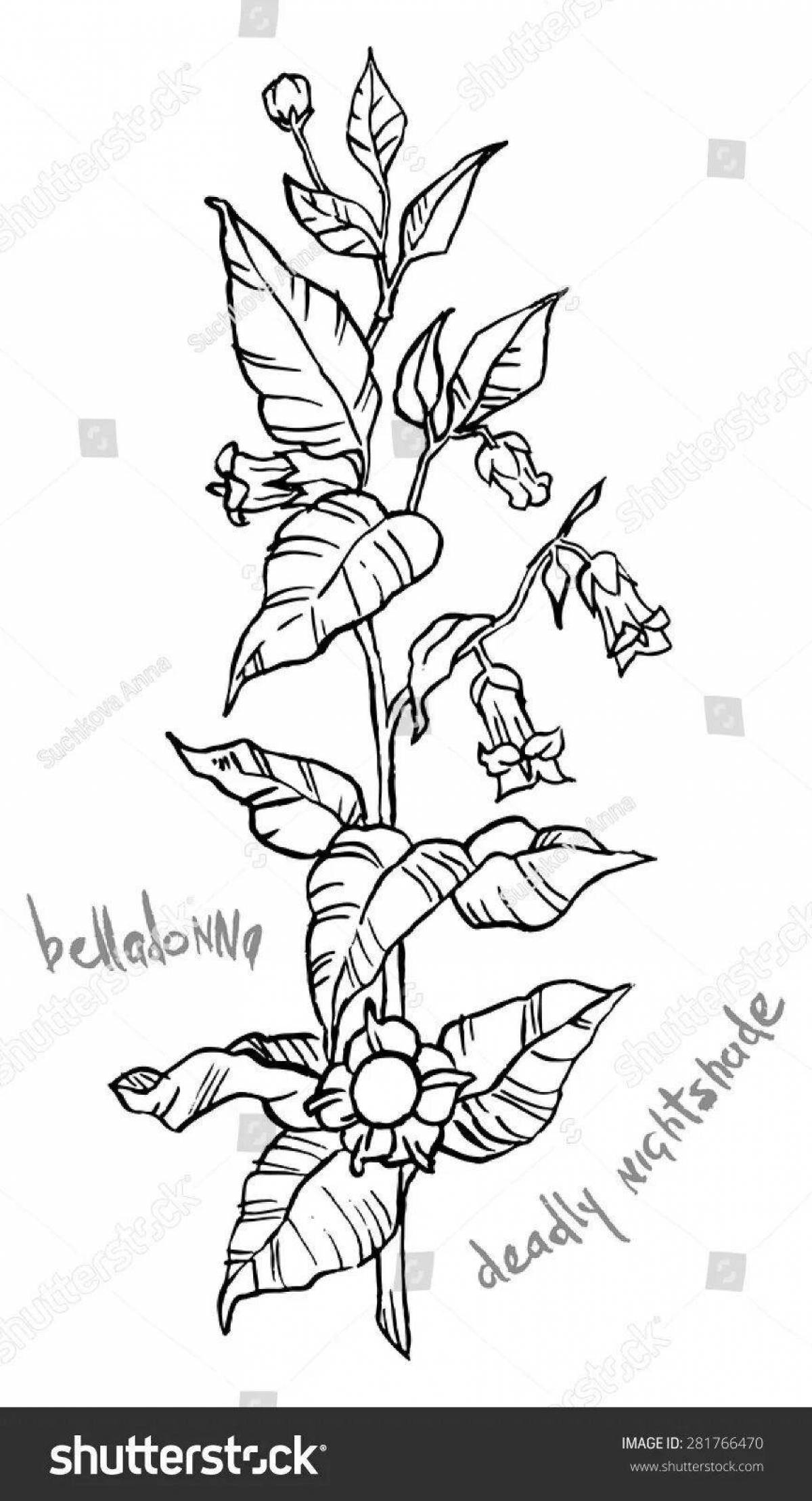 Large belladonna coloring page