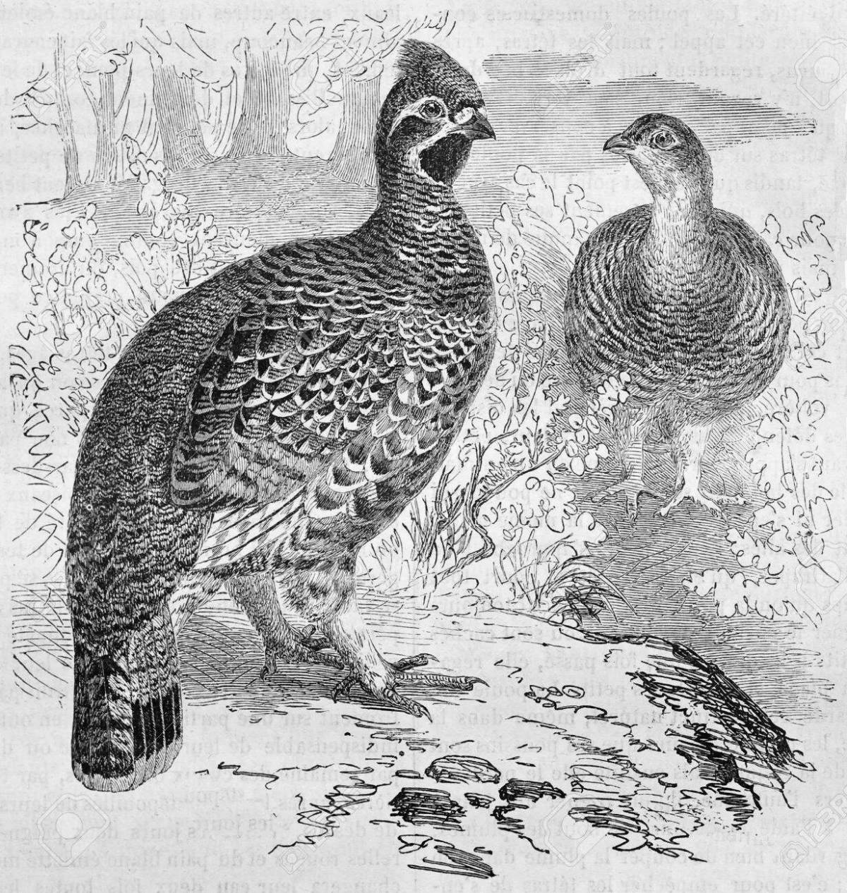 Colorful grouse coloring page
