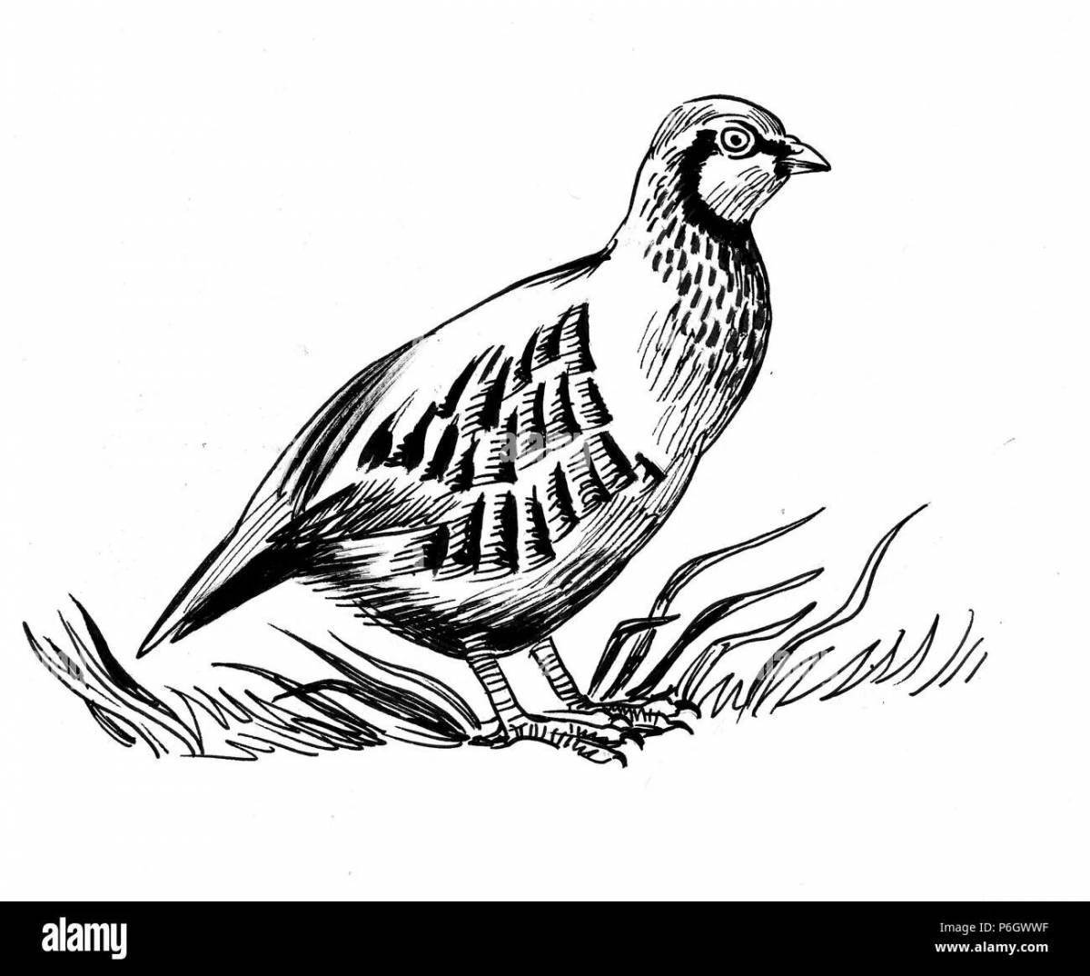 Coloring funny black grouse