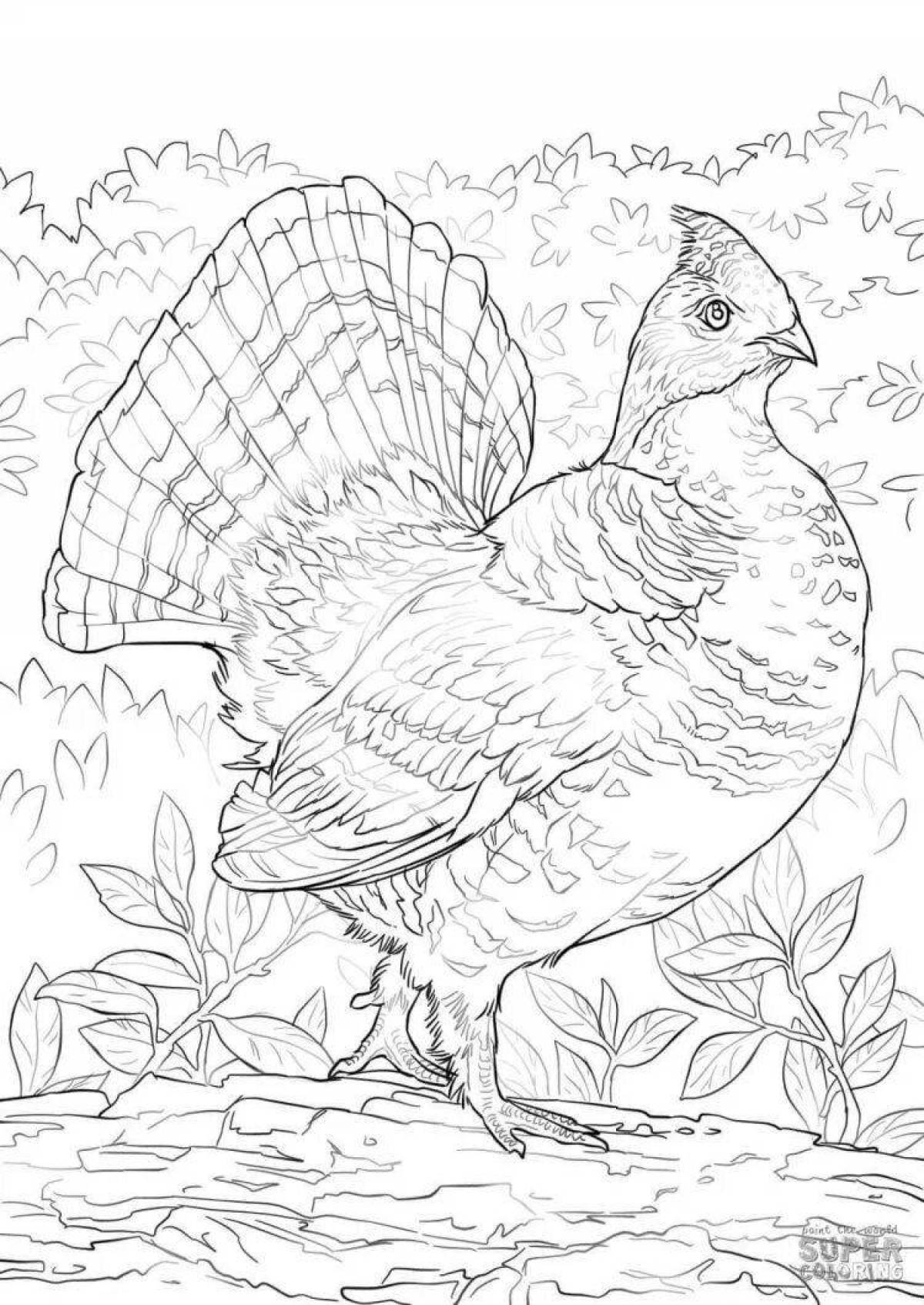 Coloring book happy black grouse