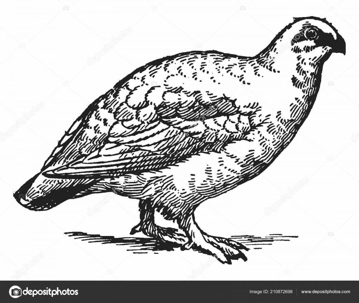 Holiday grouse coloring page
