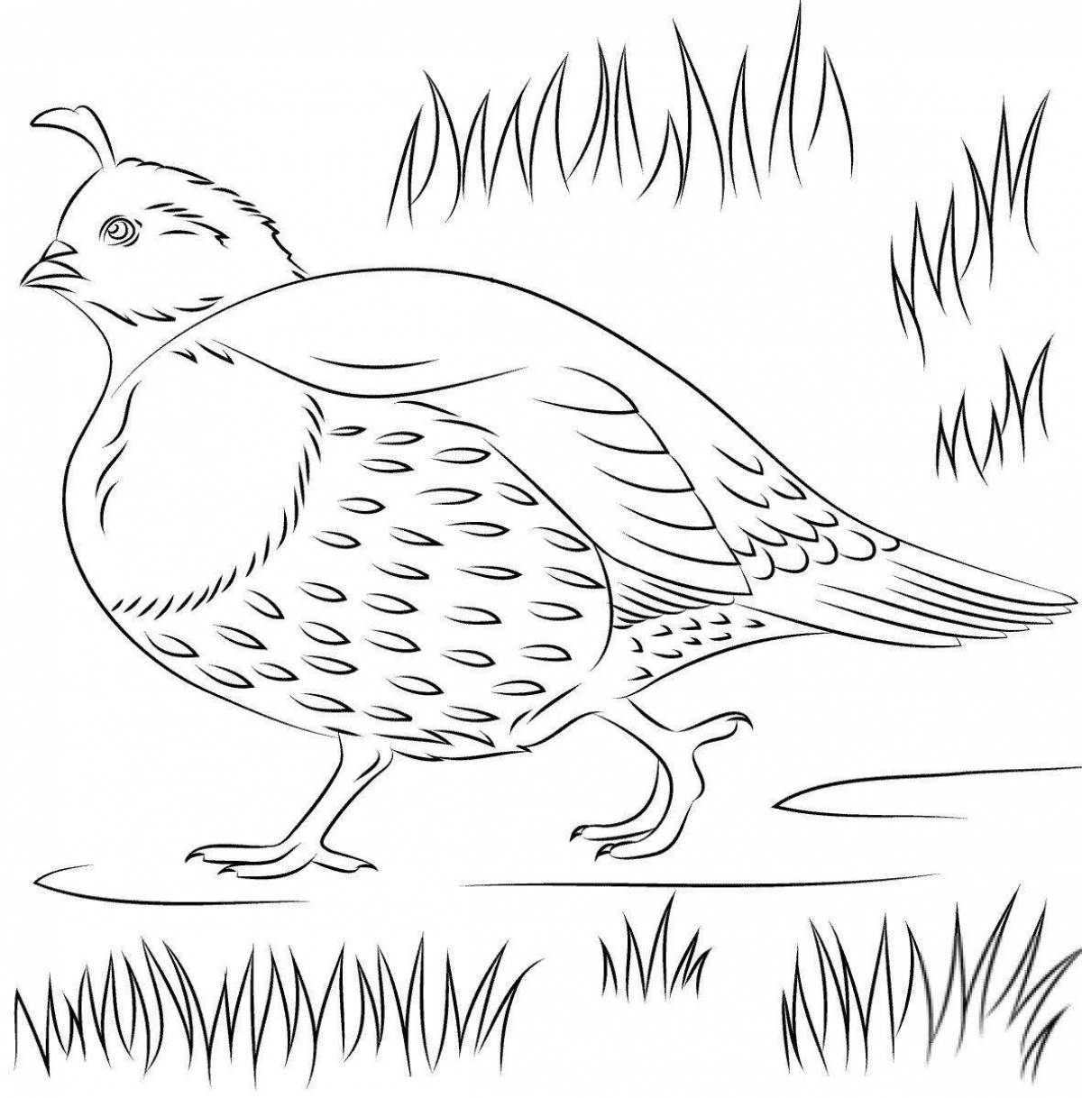 Adorable black grouse coloring page