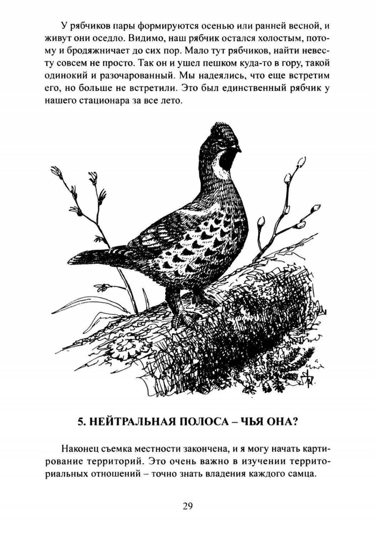 Coloring book shiny black grouse