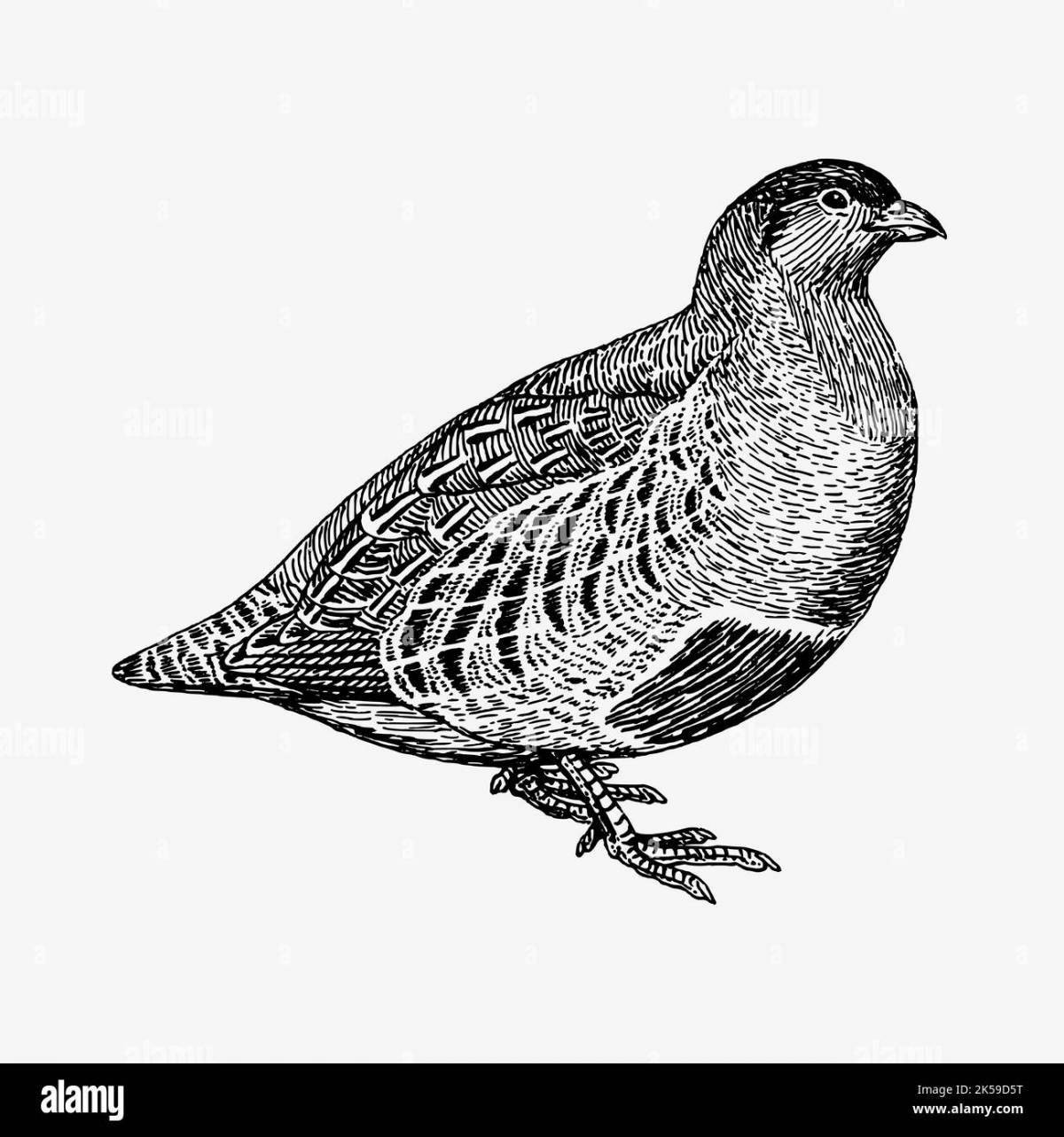 Coloring book bold black grouse