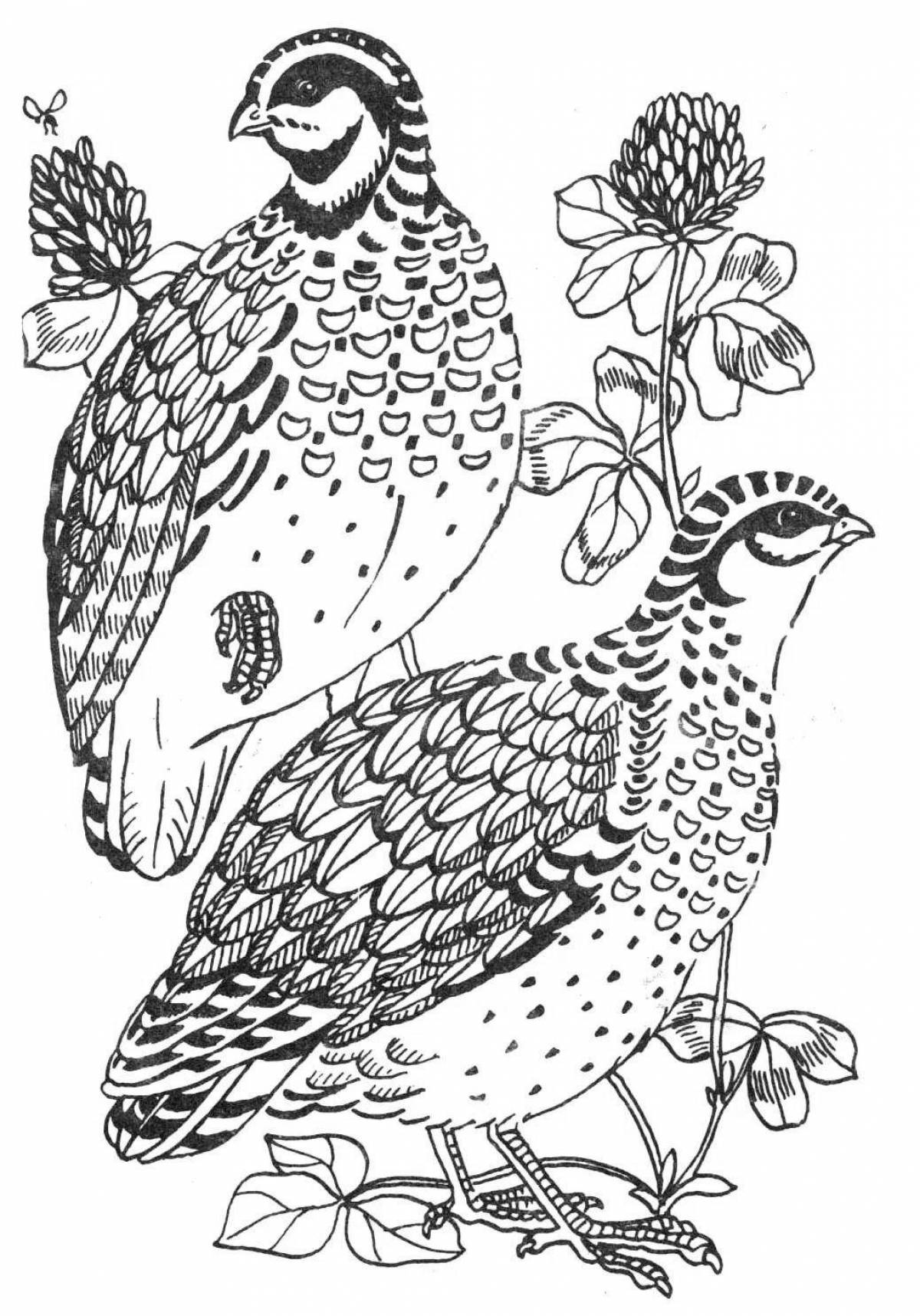 Adorable black grouse coloring book