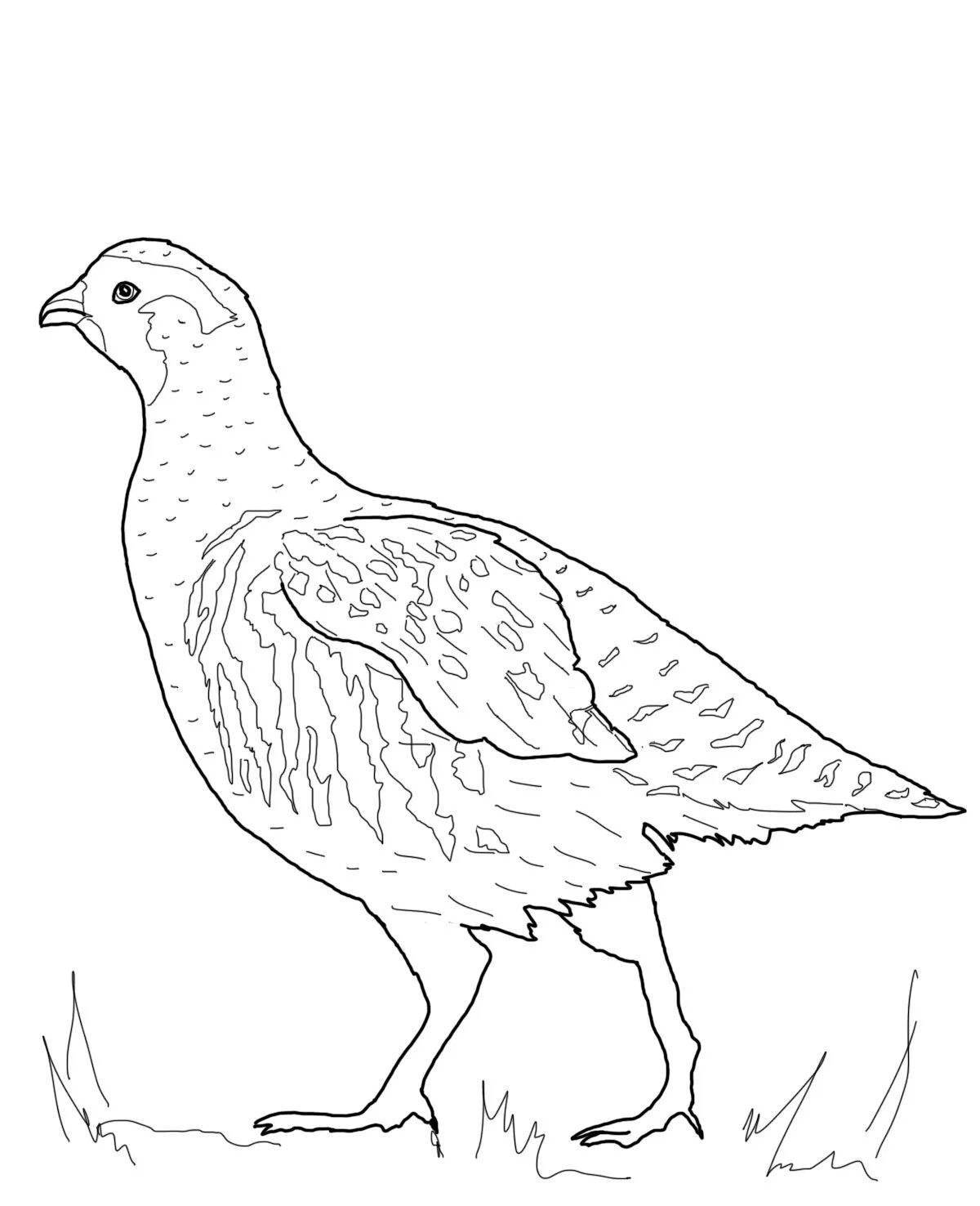 Coloring cute black grouse