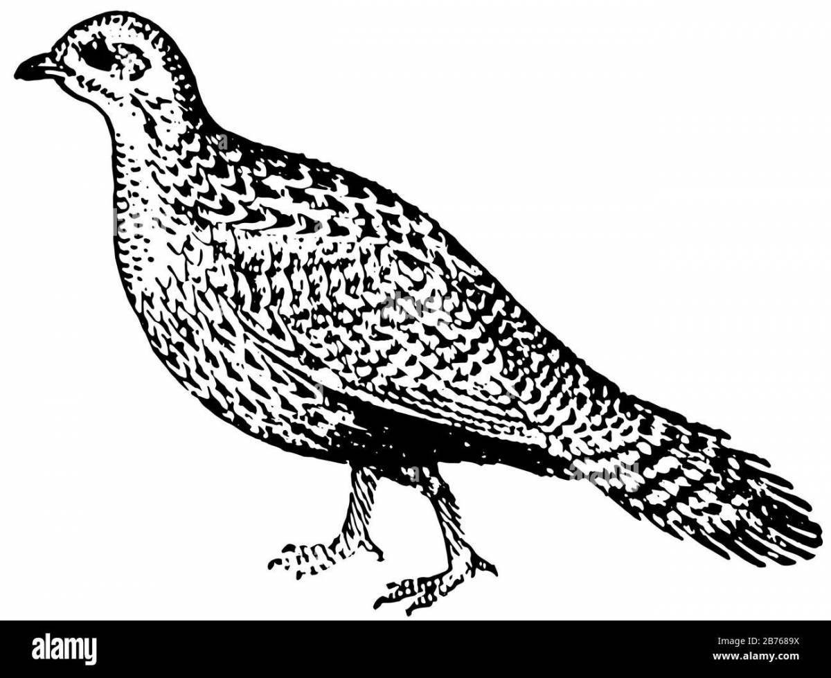 Scented black grouse coloring page