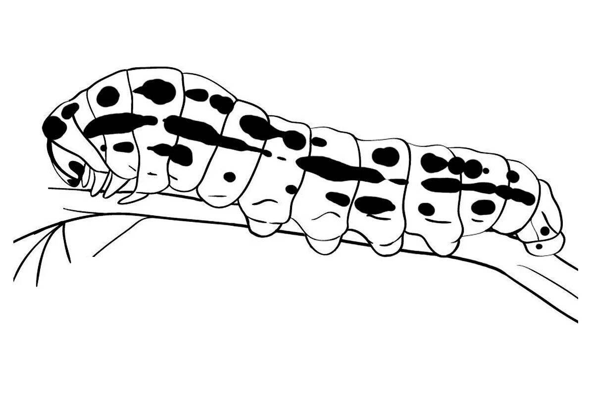 Gorgeous caterpillar coloring page
