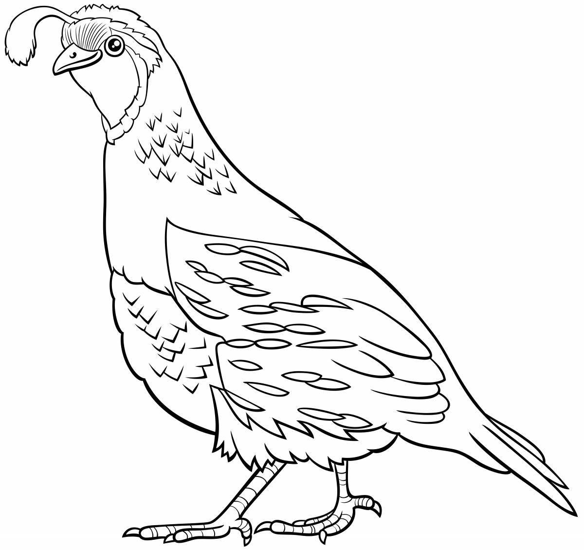 Colorful quail coloring page