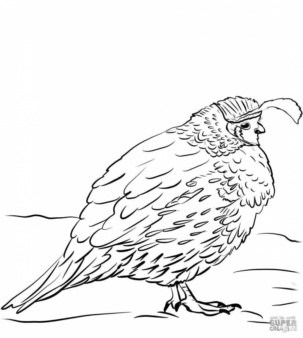 Quail colorful coloring page