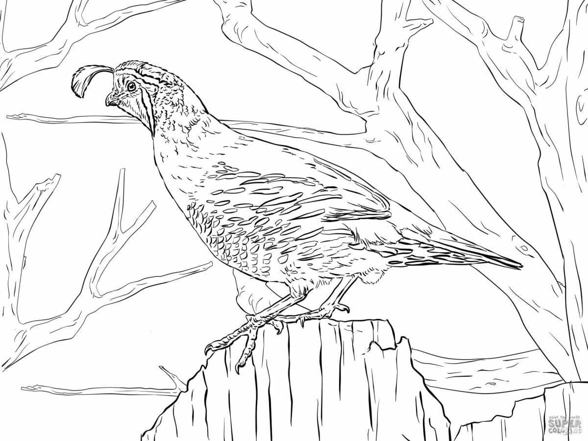 Joyful quail coloring book