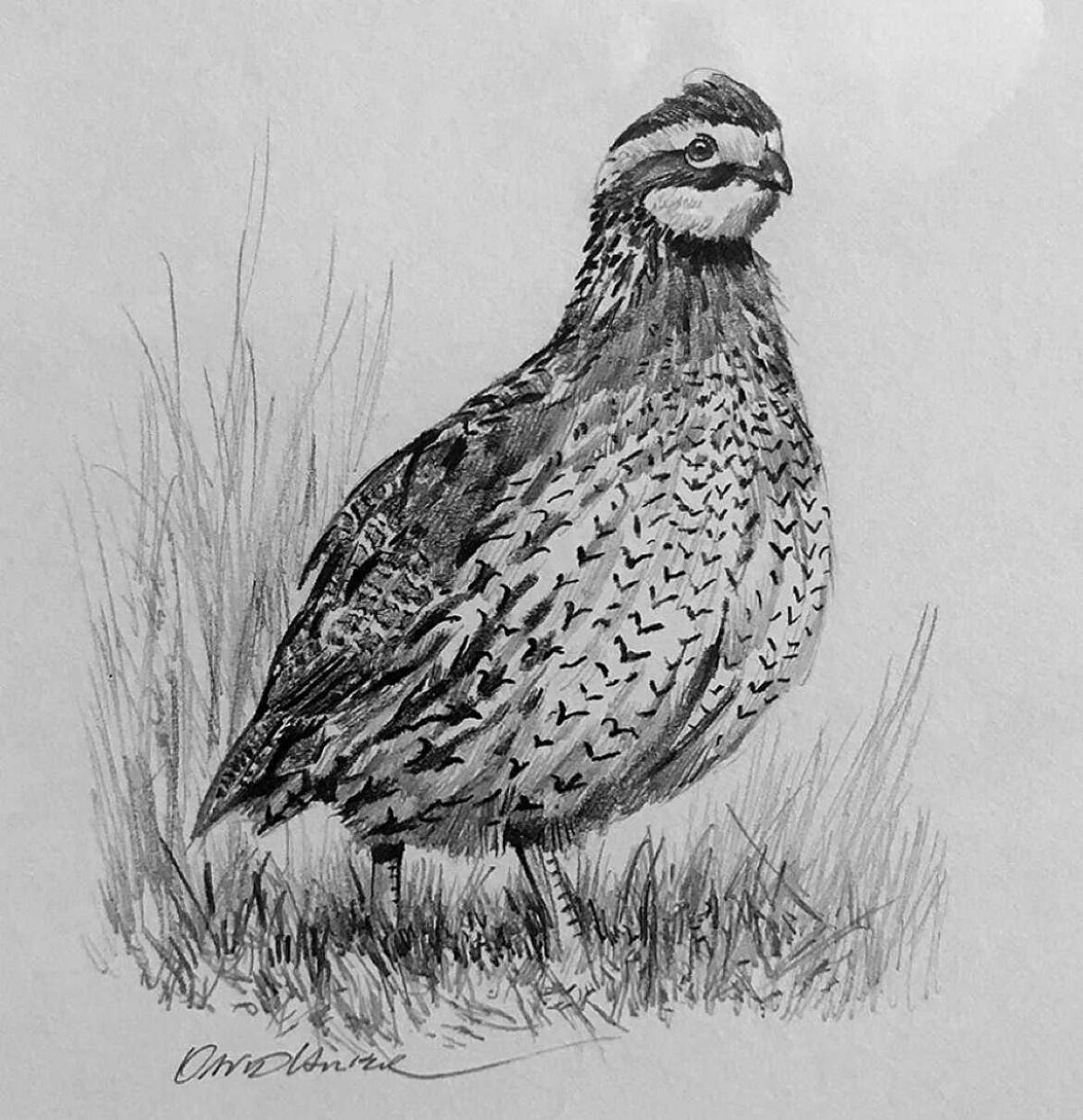 Playful quail coloring page