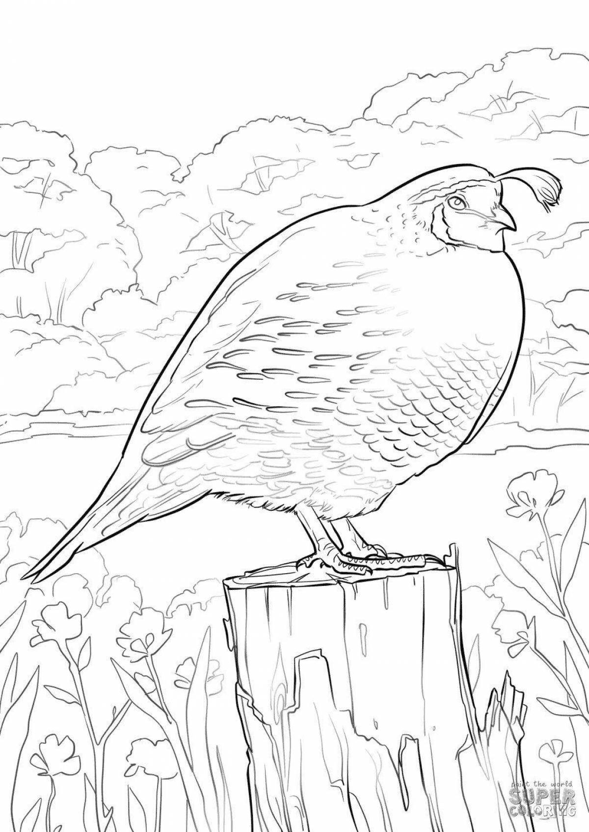 Adorable quail coloring page