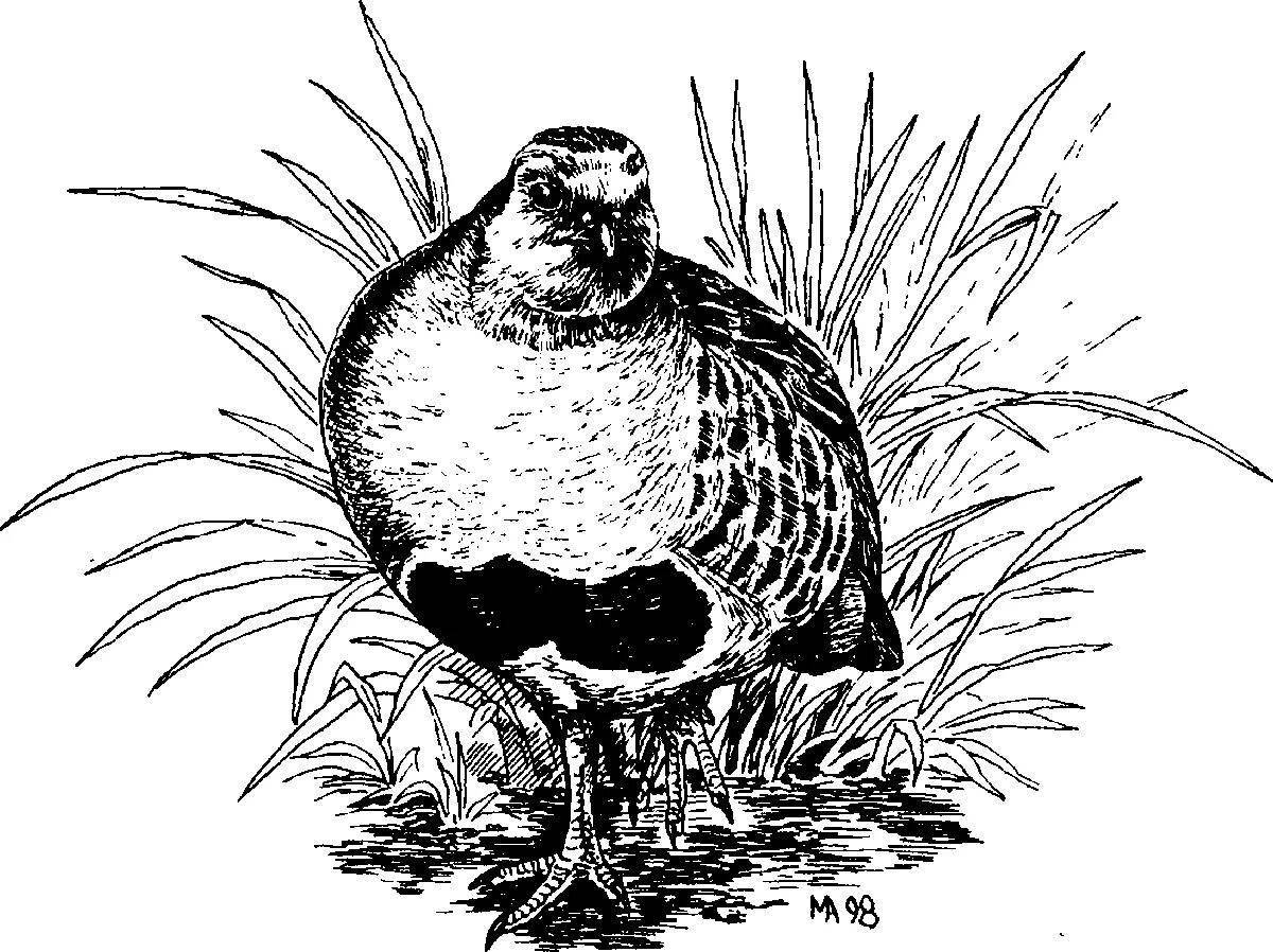Animated quail coloring page