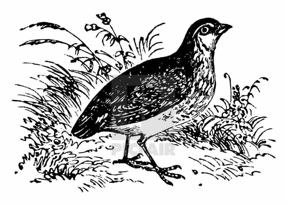 Humorous quail coloring book