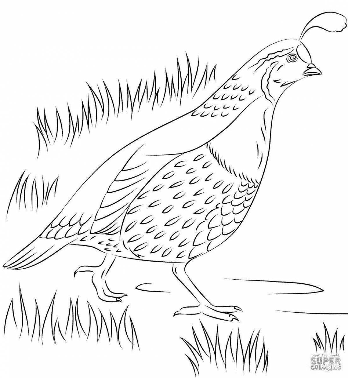Coloring book shining quail