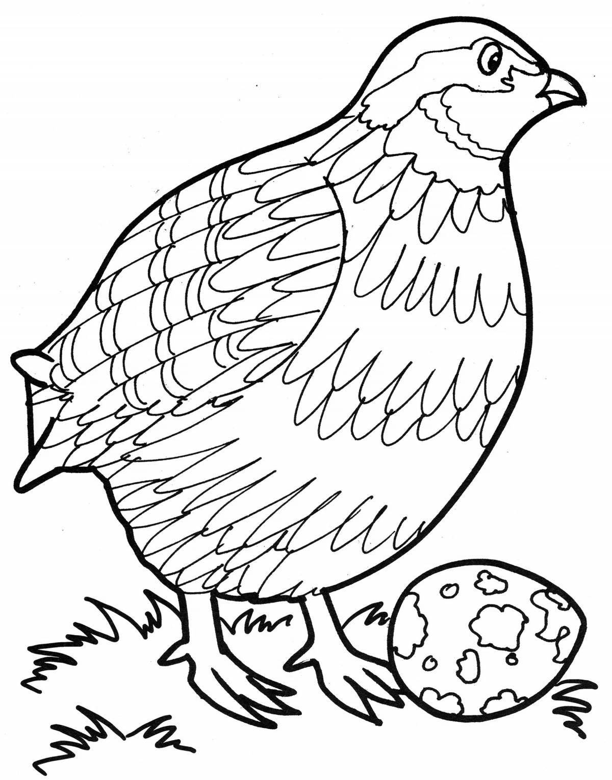 Coloring book glowing quail