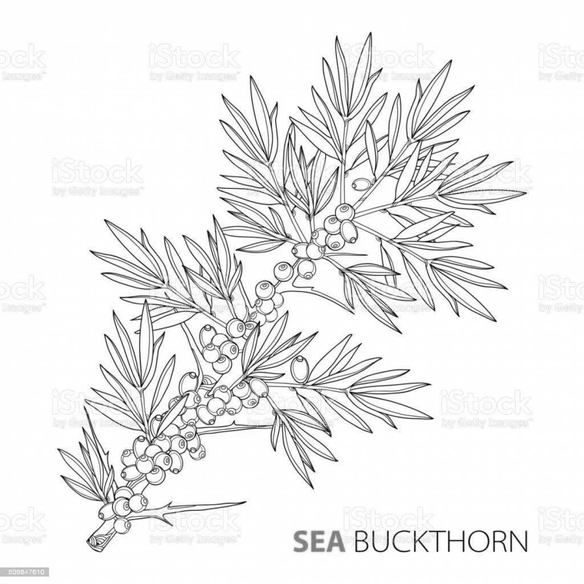 Bright sea buckthorn coloring page