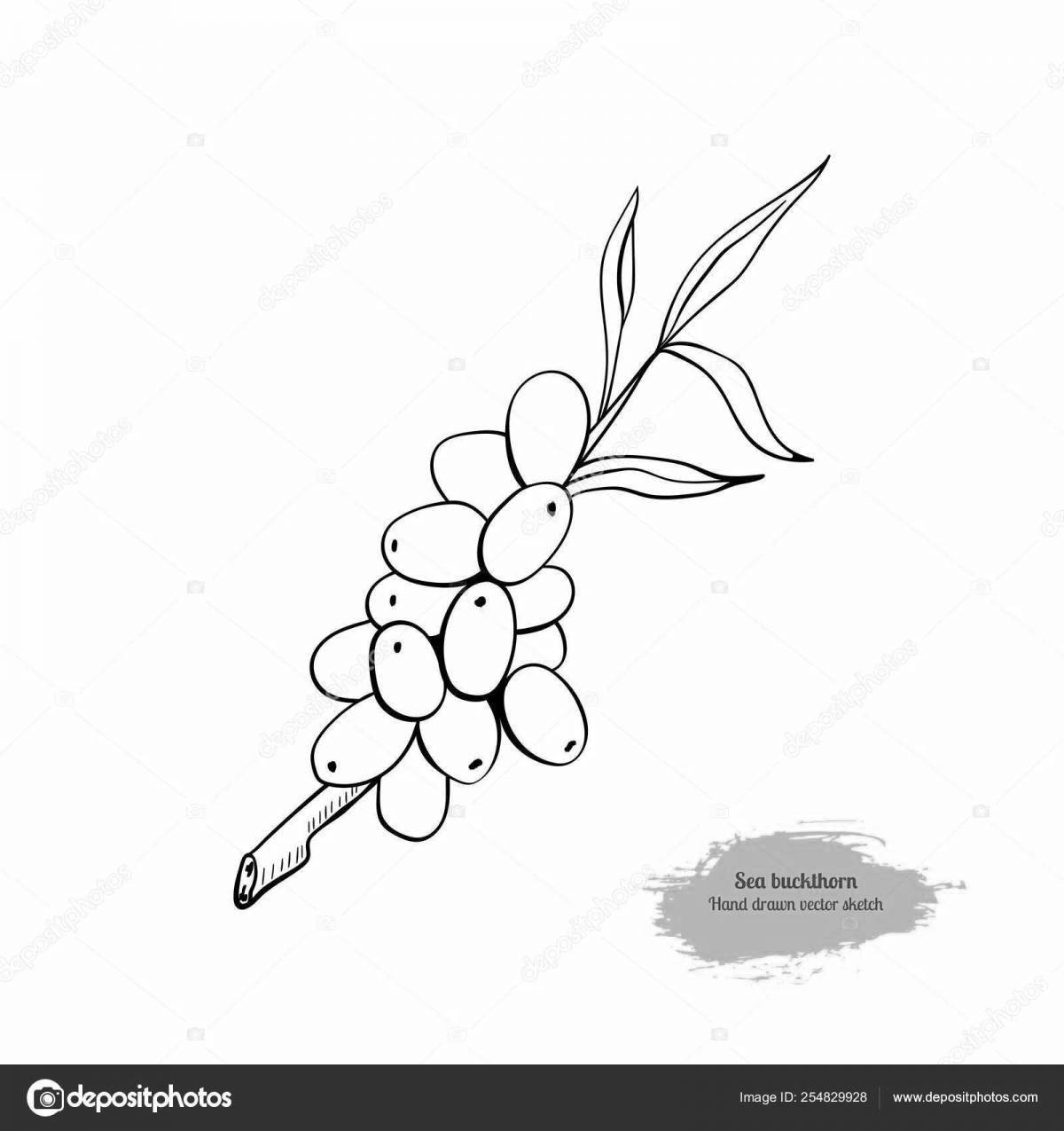 Photo Charming sea buckthorn coloring page