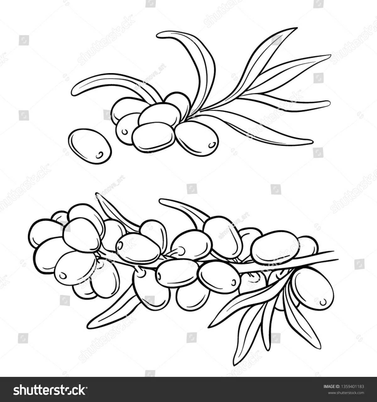 Photo Coloring majestic sea buckthorn