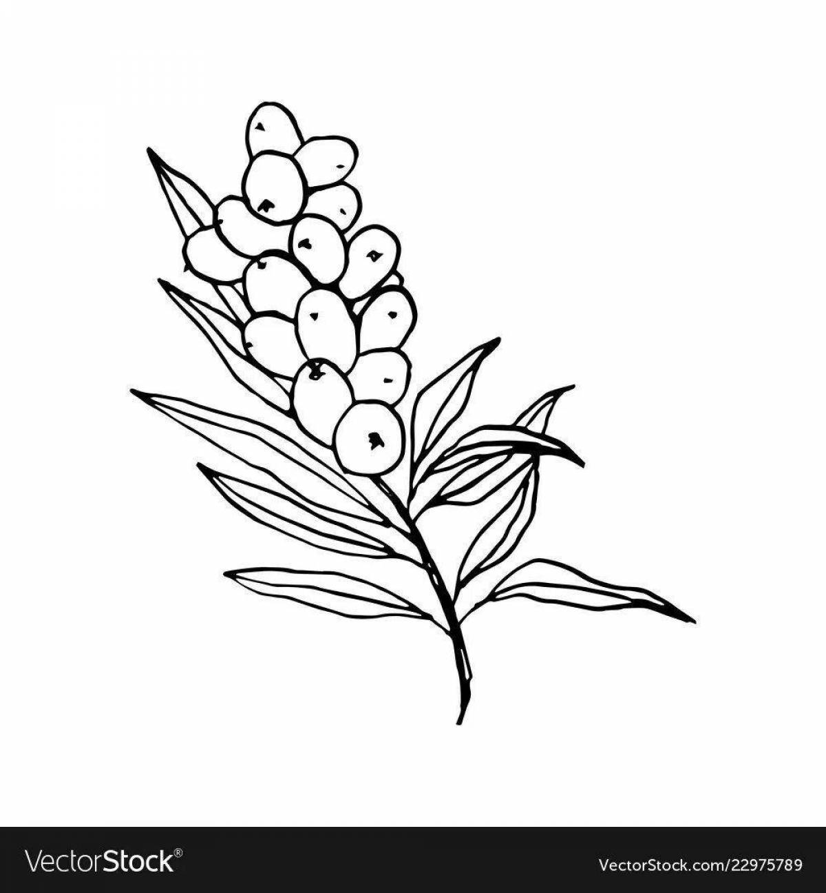 Photo Awesome sea buckthorn coloring page