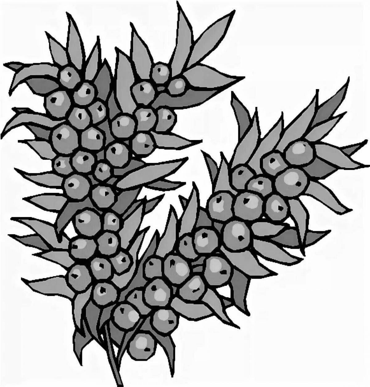 Photo Coloring book shiny sea buckthorn