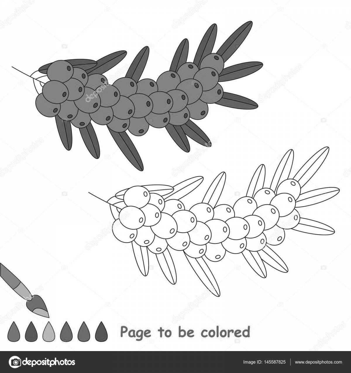 Photo Beautiful sea buckthorn coloring page