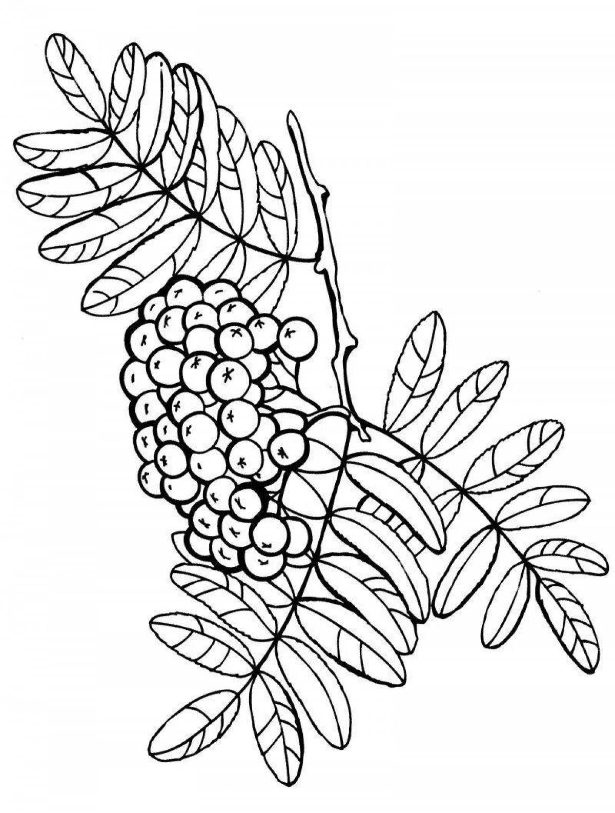 Charming sea buckthorn coloring page
