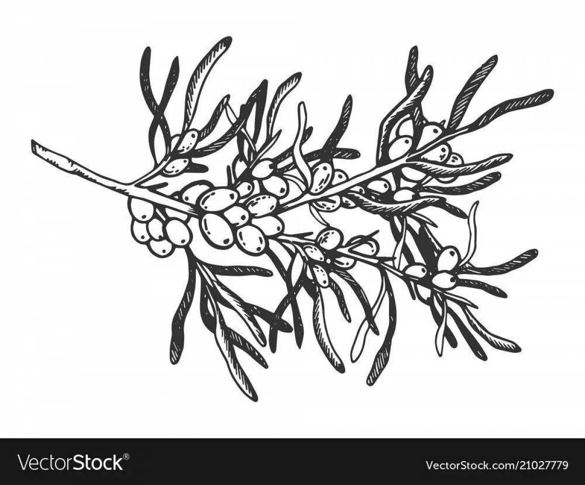 Photo Delightful sea buckthorn coloring page