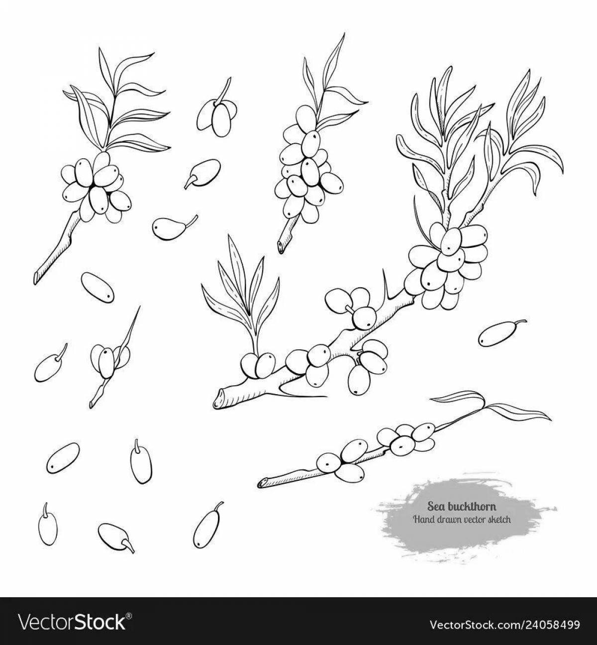 Photo Coloring book alluring sea buckthorn