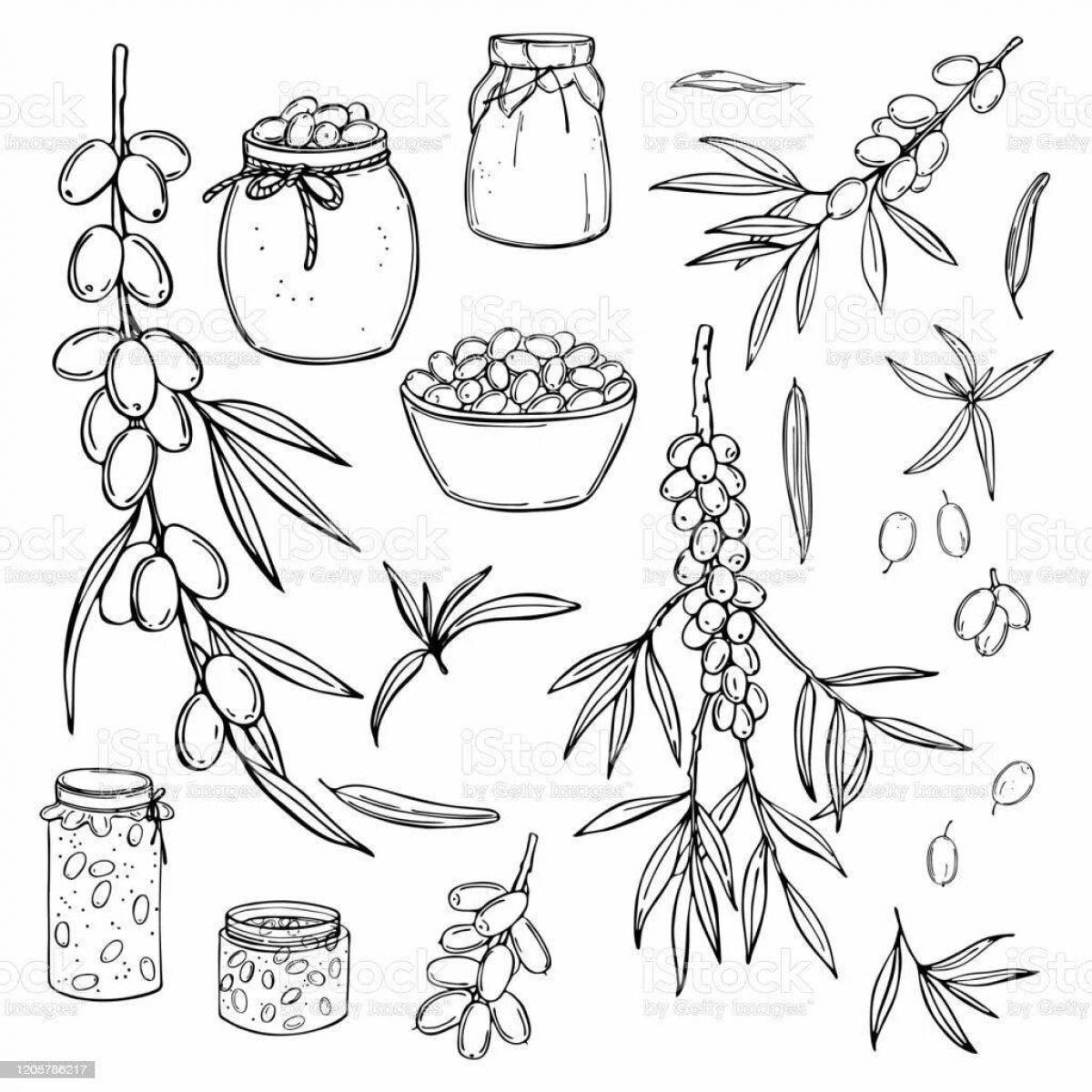 Photo Fascinating sea buckthorn coloring