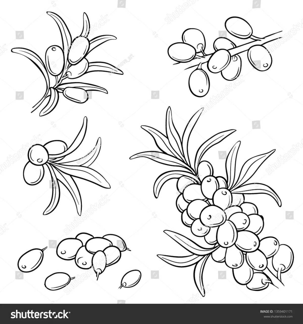 Coloring page graceful sea buckthorn