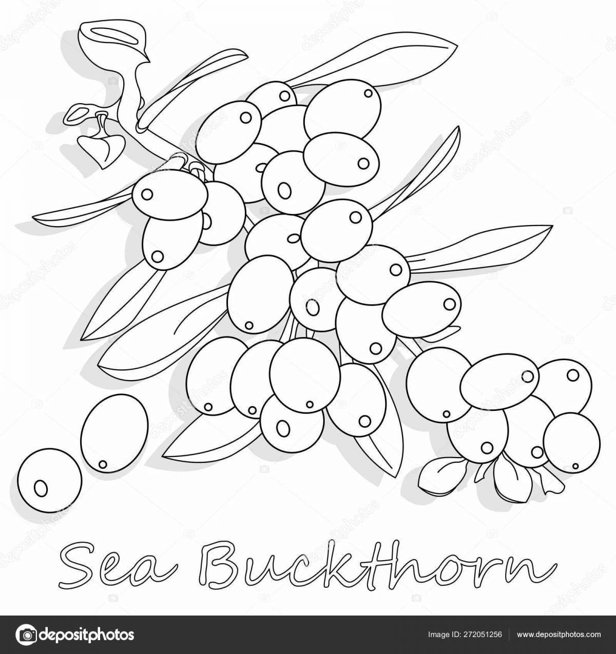 Photo Coloring wild sea buckthorn