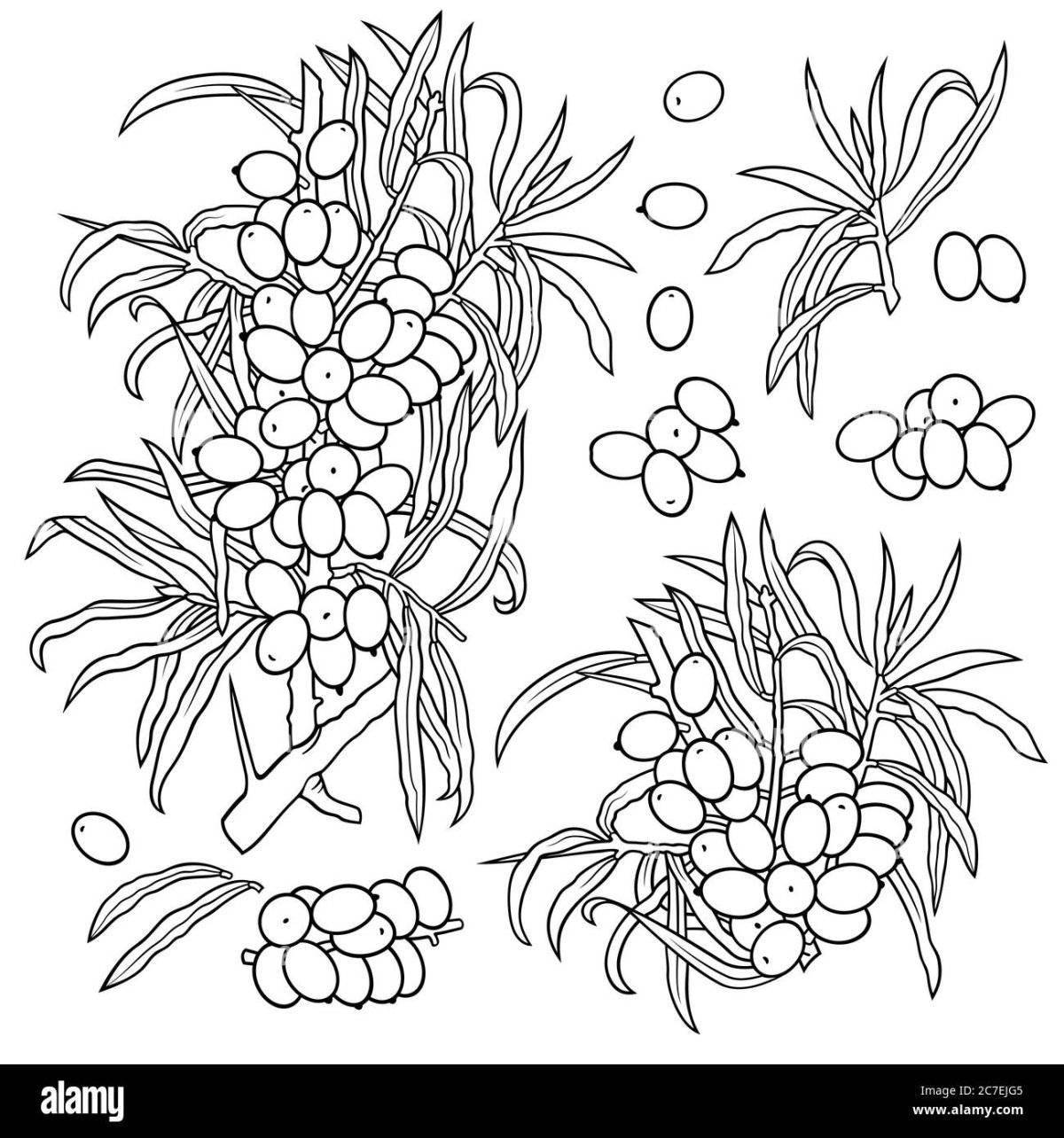 Photo Coloring book joyful sea buckthorn